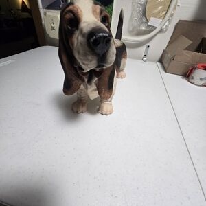 Bassett Hound Resin Figurine/Statue 13x4x7.5 Inches. Very Good Condition